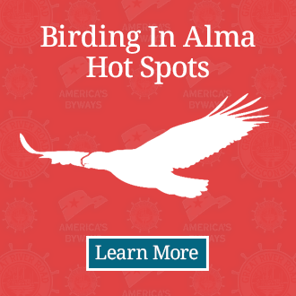Birding In Alma